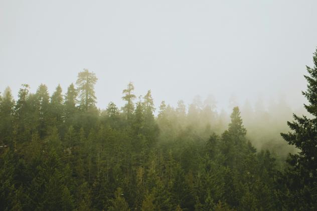 »Caspar-David-Friedrich-Wald« entsteht in Sachsen