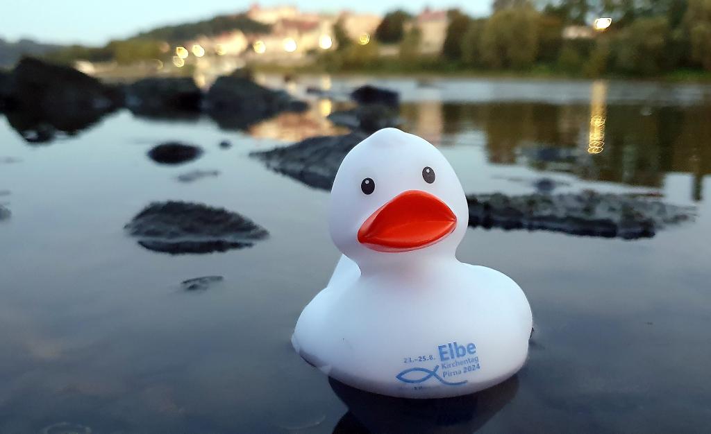 Ente »Elbfriede« wirbt für den Elbekirchentag Pirna. Dieser nimmt das Leben an und mit der Elbe in den Blick. Alle Flüsse und Bäche des Kirchenbezirks münden in die Elbe. © Daniel Förster